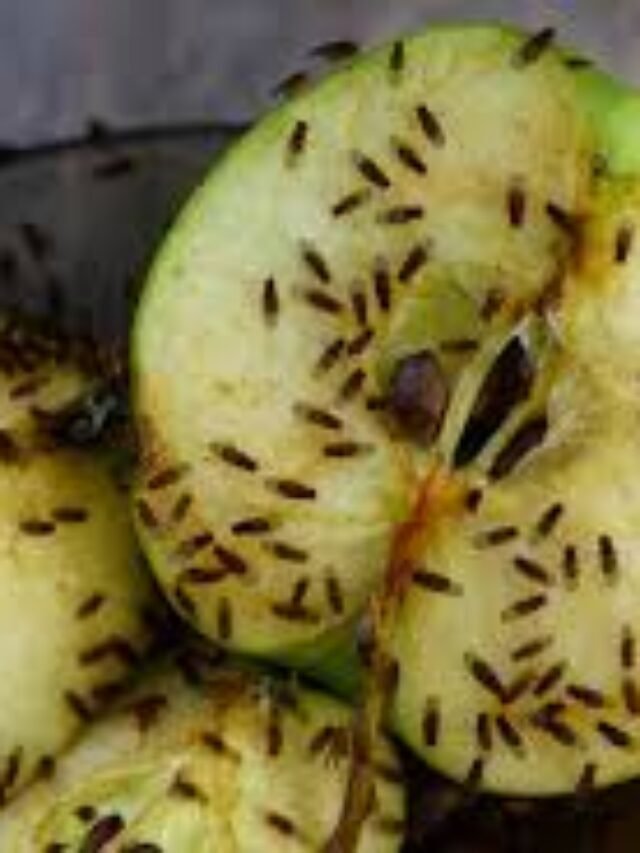 fruit flies